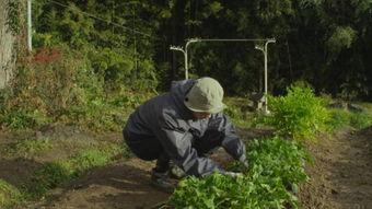 小树林吃瓜,一场别开生面的夏日盛宴 第3张 小树林吃瓜,一场别开生面的夏日盛宴 第3张